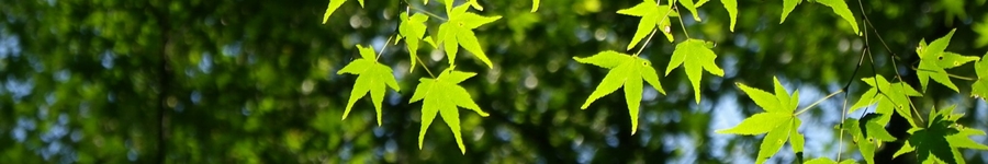 うつ,電話,テレフォン,カウンセリング,臨床心理士,催眠